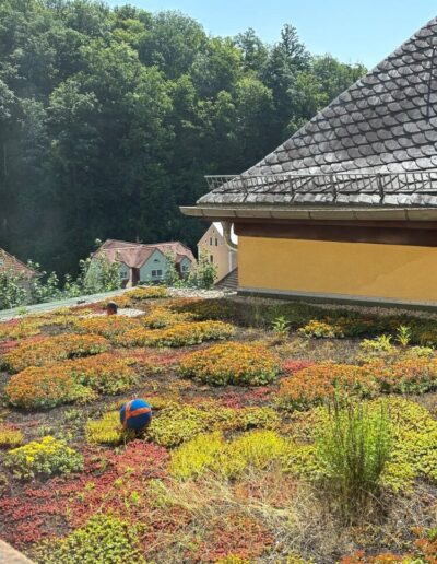 Gründach nach ca. 1 Jahr